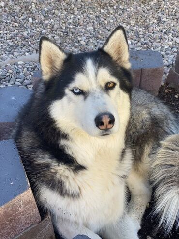 ош собаки: Сибирская Хаски 8 месяцев, чистокровный, разные цвет глаз
