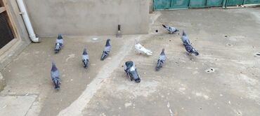 породистые собаки в добрые руки баку: Salam. Hamısı tam sağlamdı. Öz quşlarımdı. 7-si ağ göz və eyni qandır