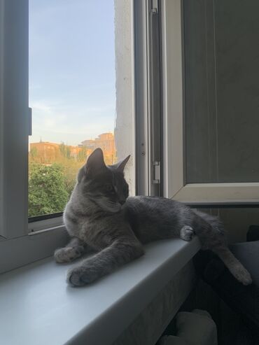 потерялся кот: Кошка даром: Беспородная, 9 месяцев, Девочка, Приучена к лотку