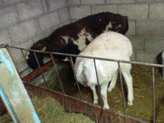 овцы оптом: Продаю | Овца (самка)