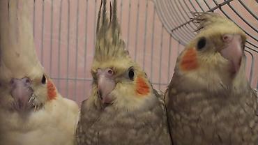Quşlar: Nimfa (Cockatiel) tutuquşuları – 3 ədəd Xüsusiyyətlər: - Növ: Nimfa — 3