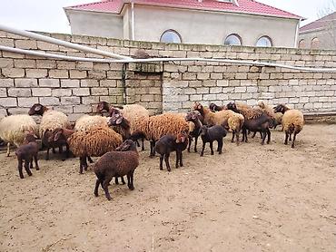 Qoyunlar, qoçlar: Satılır: Qoyun sürüsü - Növ: yerli xalı/xar (uzunquyruq, yağlı — 18
