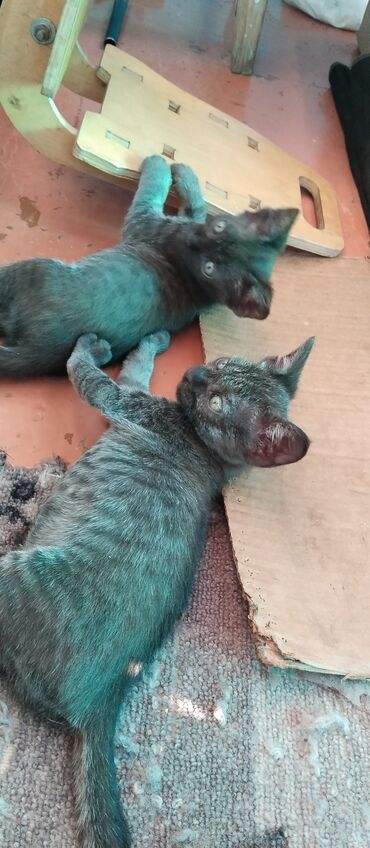 шотландская мраморная кошка: Кошка даром: Сфинкс, 2 месяца, Девочка, Метис