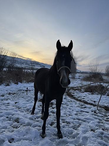 Лошади, кони: Продаю | Жеребец, Жеребенок | Рабочий — 9