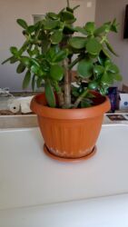 садовую тележку: Г. Ош 
Толстянка. 500с