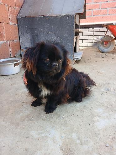 İtlər: Pekines -da lalafo.az — 6 İtlər: Pekines — 6