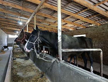 Лошади, кони: Продаю | Кобыла (самка) — 11