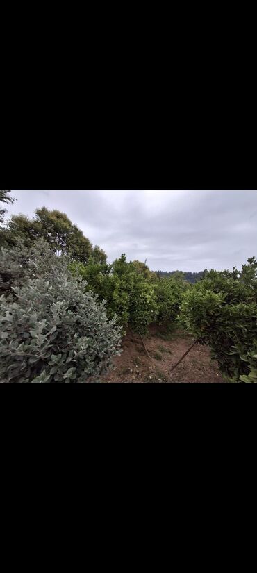 Torpaq sahələrinin satışı: 15 sot, Mülkiyyətçi, Kupça (Çıxarış) -da lalafo.az — 7 Torpaq sahələrinin satışı: 15 sot, Mülkiyyətçi, Kupça (Çıxarış) — 7