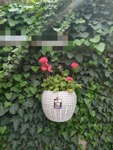эмалированные тазы: Подвесные кашпо для цветов. горшки для цветов. Из искусственного