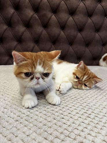 brod za prihranu ribe: Na prodaju egzotični kratkodlaki mačići (Exotic Shorthair) — 10
