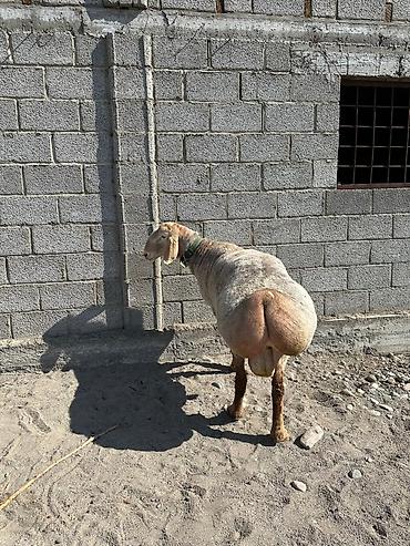 Баран, овца: Продаю | Баран (самец) | Арашан | Для разведения — 2