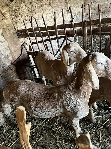 Баран, овца: Продаю | Овца (самка) | Для разведения — 8