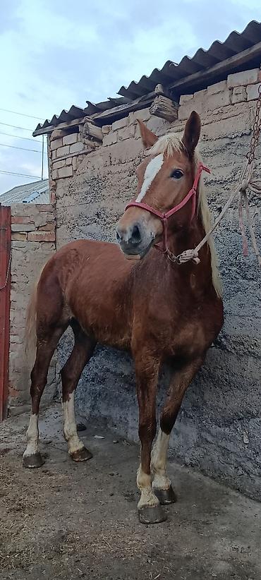 Лошади, кони: Продаю | Кобыла (самка) | Рабочий — 5