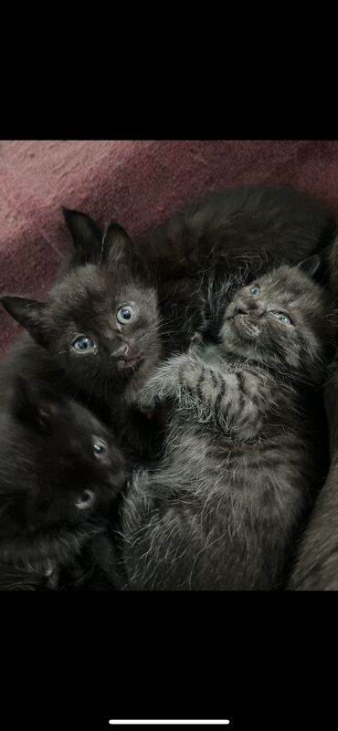 купить персидского кота: Котята серый черные Каждая кошка обладает очарованием. Не