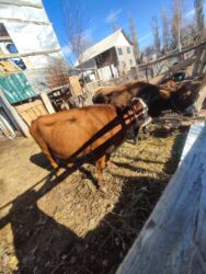 купить страусиное яйцо для инкубации: Продаю | Корова (самка) | Герефорд | Для разведения, Для молока | Стельные