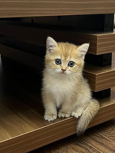 Pişiklər: Şotland — 16