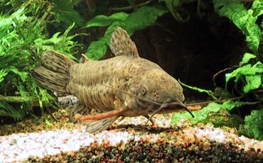 живая рыба в бишкеке: Сомики Таракатумы!


Самец: 400
Самка:600