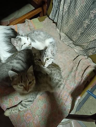 куплю хомяка с клеткой: Котята домашние, помёт из нескольких малышей. Окрас преимущественно — 1