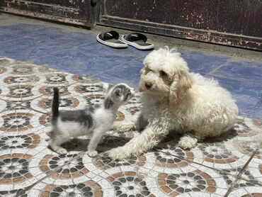 İtlər: Pudel, 3 ay, Dişi, Ödənişli çatdırılma