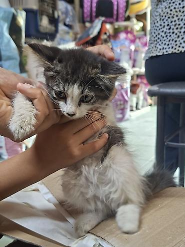 питинитка jack: Котёнок мальчик, 2-ух месячный, ласковый (отдадим даром). И в добрые и — 3