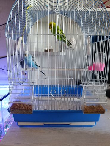 голуби птица: Продаю Попугаев 2 С клеткой и с кормом 
3300 сом