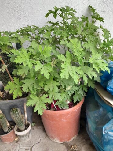 Otaq bitkiləri: Otaq bitkiləri — 7