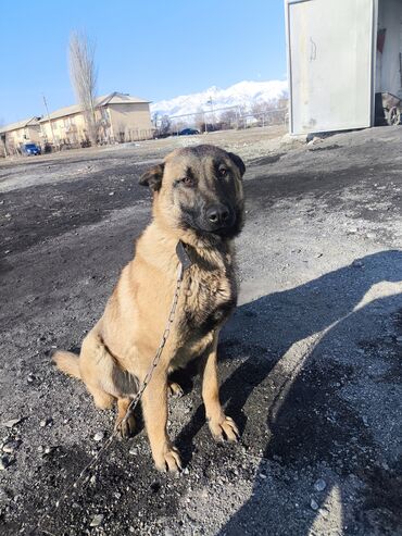 Продажа собак: Порода: бельгийская овчарка (малинуа) Самец Описание: - ОПЫТНЫЙ — 2