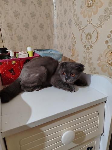 cutlesme pisik: Şotland yastı qulaq, Dişi, Cütləşmə üçün, Ünvandan götürmə — 1