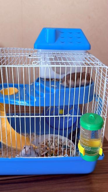 Зоотовары: Hamster üçün tam dəst qəfəs Ağ və boz rəngli sevimli xamyaklardır — 2