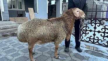 Баран, овца: Продаю | Баран (самец) | Арашан | Для разведения | Племенные — 3
