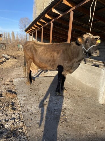 Коровы, быки: Продаю | Корова (самка) | Для молока, Для разведения | Привязанные — 5