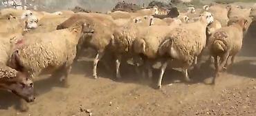 keci surusu: Dişi, il: 1, Damazlıq, Pulsuz çatdırılma — 10