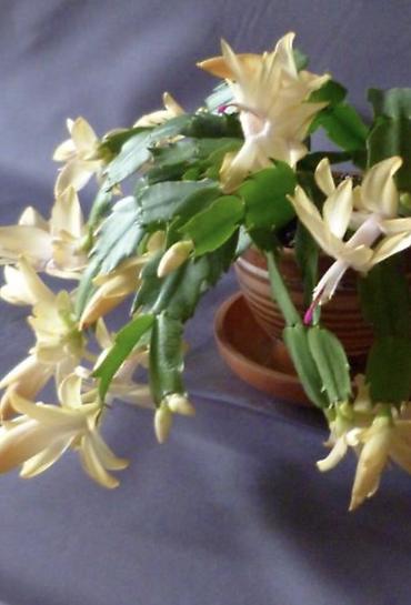 Декабристтер: Декабрист (Schlumbergera) с редкими жёлтыми цветами - Окрас цветков — 3