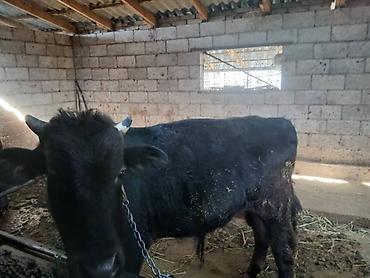 Коровы, быки: Продаю | Бык (самец) | На откорм | Привязанные — 2