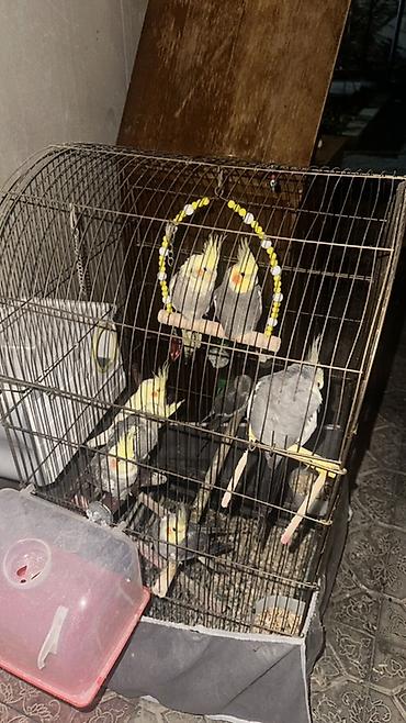 yem karma: Real alıcı endirim olacaq 8 ədəddir Nimfa (Cockatiel) tutuquşuları və — 4