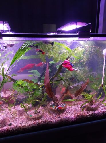 где купить водоросли для аквариума: Продаю аквариум полный комплект,в комплект аквариума входит: фильтр