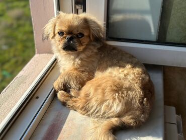 İtlər: Pekines, 3 ay, Erkek, Ünvandan götürmə, Ödənişli çatdırılma