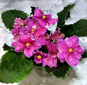 Фиалки и глоксинии: 🌱🌺🌱 Продаю сортовые ДЕТКИ стандартных фиалок🌱🌺🌱. Цены от 80-150 сом — 8