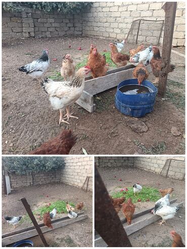 одежда для собак в баку: Kend çolpalari satilir. 2 aylari tamam olub. Tam saglam heyvanlar di