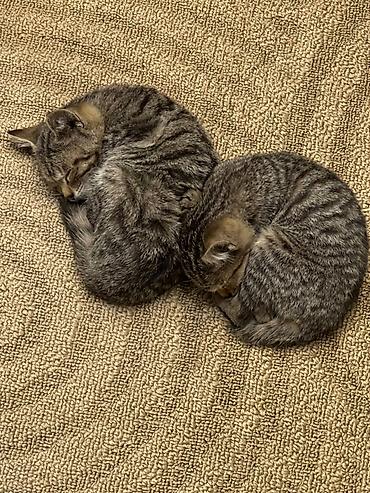 в добрые руки котята: Кошка даром: Беспородная, 1 месяц, Мальчик, Приучена к лотку — 2