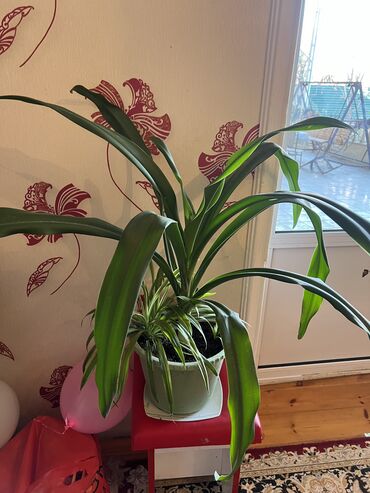 Otaq bitkiləri: Her nov guler var endirimnen verecem Gencedi istiyen yazsin satiş — 87