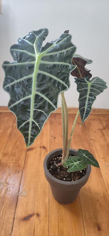 yaz gulleri sekilleri: Alocasia Polly. Böyük ölçü. 2 köklü. Bazar günü metro üstüne çatdırıla — 10