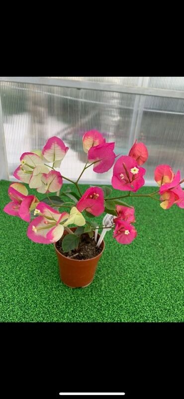 Бегонии: Бугенвиллия в горшке (разные окраски прицветников) - Вид — 10