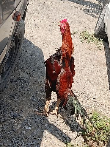 rotweiller: 11 Aylıq becədi tayına heyvan gətirib yoxlaya bilərsiz qiymətdə — 5