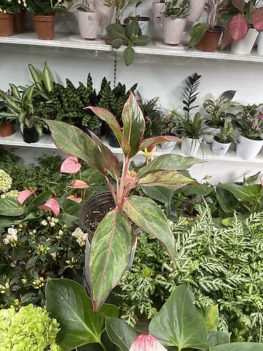 Аглаонема пестролистная (Aglaonema), декоративно‑лиственное комнатное lalafo.kg да Аглаонема пестролистная (Aglaonema), декоративно‑лиственное комнатное