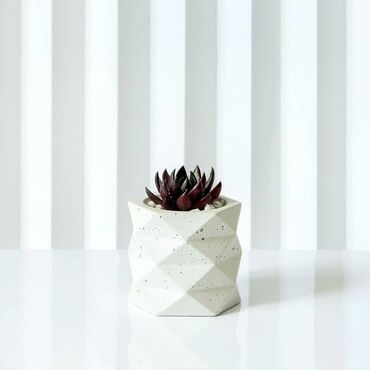 Саженцы деревьев: Minimalist beton saksıda sukulent - Dizayn: Geometrik, çoxüzlü