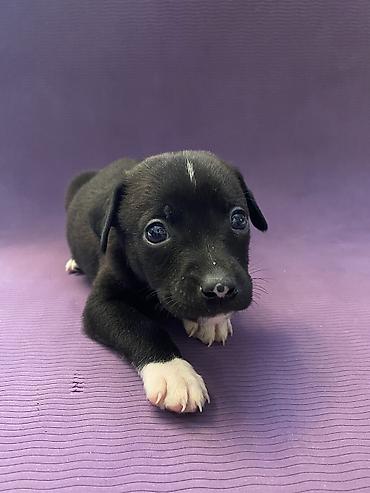 Продажа собак: Мощные черные щенки: Сила Питбуля + Интеллект Овчарки метиса — 2