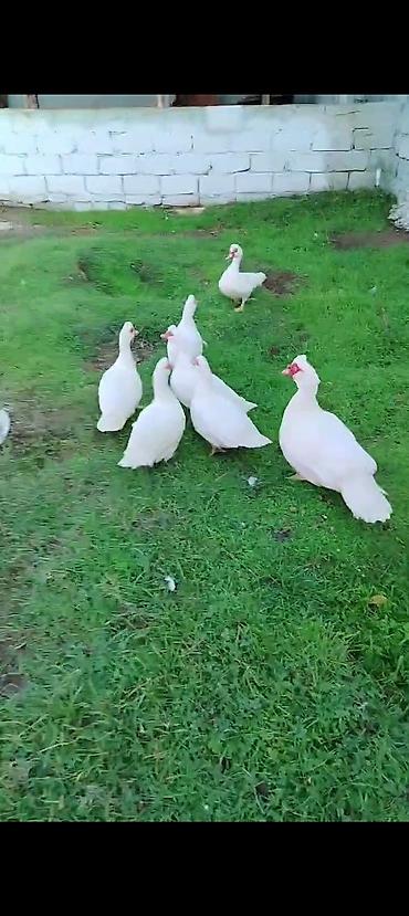 erkek pişik: Ana Lal ördəklər satılır istəyən olsa yazsın videosunu atım baxın real — 7