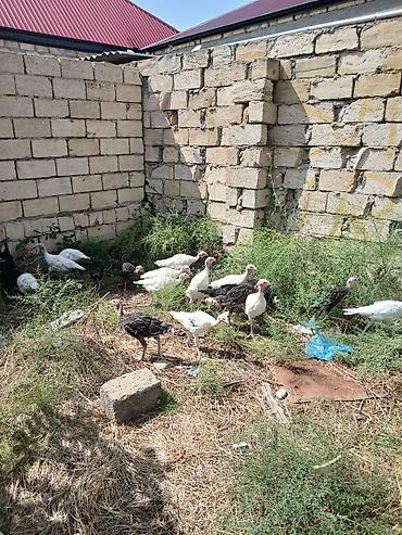 tap.az danalar: Hinduşka cücələri 2 aylıqdırlar tam sağlam hündüşqalardı qiymet — 2