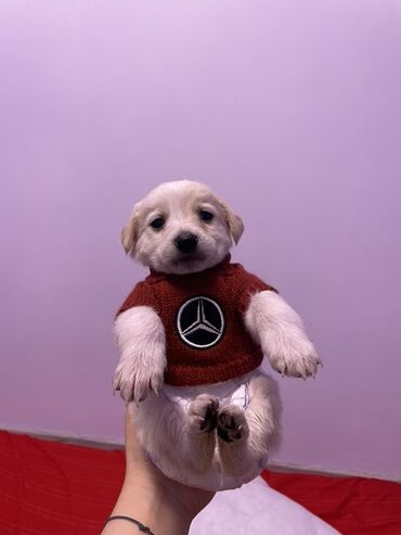 померанский шпиц фото цена: Лабрадор-ретривер, 1 айлык, Эркек